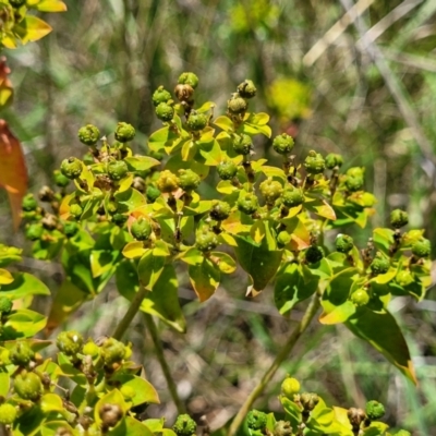 Euphorbia oblongata (Egg-leaf Spurge) at Kuringa Woodlands - 3 Dec 2023 by trevorpreston