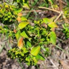 Euphorbia oblongata at Kuringa Woodlands - 3 Dec 2023