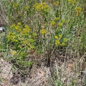Euphorbia oblongata at Kuringa Woodlands - 3 Dec 2023