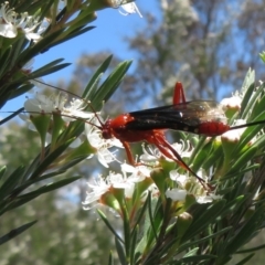 Lissopimpla excelsa (Orchid dupe wasp, Dusky-winged Ichneumonid) at Piney Ridge - 2 Dec 2023 by Christine