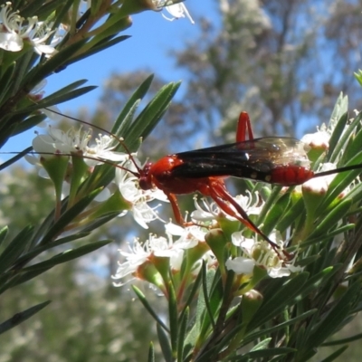 Lissopimpla excelsa (Orchid dupe wasp, Dusky-winged Ichneumonid) at Block 402 - 2 Dec 2023 by Christine