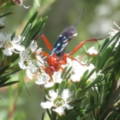 Lissopimpla excelsa at Block 402 - 2 Dec 2023