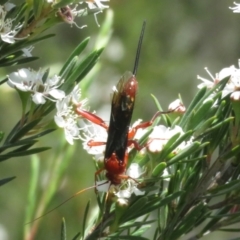 Lissopimpla excelsa at Bluetts Block (402, 403, 12, 11) - 2 Dec 2023