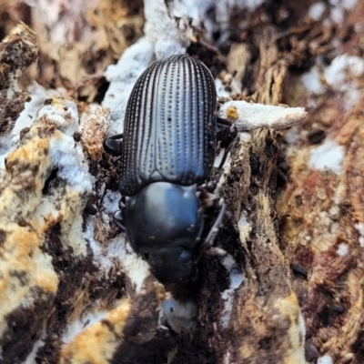 Unidentified Darkling beetle (Tenebrionidae) at Kuringa Woodlands - 3 Dec 2023 by trevorpreston