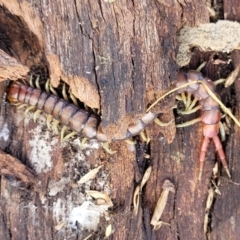 Cormocephalus aurantiipes (Orange-legged Centipede) at Kuringa Woodlands - 3 Dec 2023 by trevorpreston
