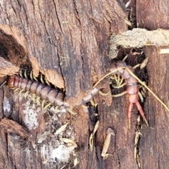 Cormocephalus aurantiipes at Kuringa Woodlands - 3 Dec 2023