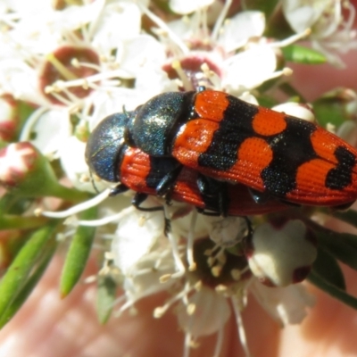Castiarina crenata (Jewel beetle) at Piney Ridge - 2 Dec 2023 by Christine