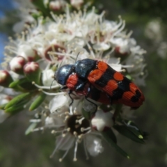 Castiarina crenata at Bluetts Block (402, 403, 12, 11) - 2 Dec 2023 02:23 PM