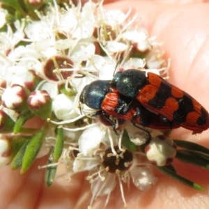 Castiarina crenata at Bluetts Block (402, 403, 12, 11) - 2 Dec 2023 02:23 PM