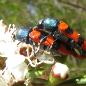 Castiarina crenata at Bluetts Block (402, 403, 12, 11) - 2 Dec 2023 02:23 PM