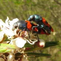 Castiarina crenata at Block 402 - 2 Dec 2023