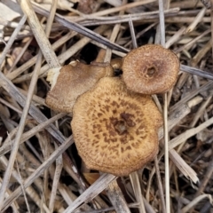 Lentinus arcularius (Fringed Polypore) at Fraser, ACT - 3 Dec 2023 by trevorpreston