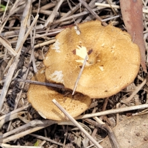 Lentinus arcularius at Kuringa Woodlands - 3 Dec 2023 01:08 PM