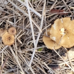 Lentinus arcularius at Kuringa Woodlands - 3 Dec 2023