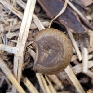 Lentinus arcularius at Kuringa Woodlands - 3 Dec 2023