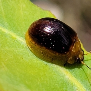 Paropsisterna cloelia at Kuringa Woodlands - 3 Dec 2023 01:05 PM