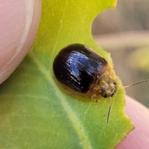 Paropsisterna cloelia at Kuringa Woodlands - 3 Dec 2023 01:05 PM