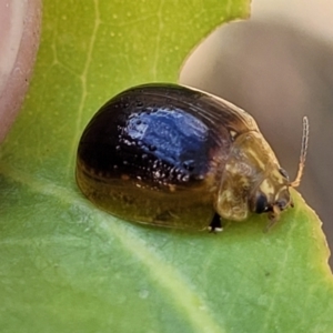 Paropsisterna cloelia at Kuringa Woodlands - 3 Dec 2023 01:05 PM