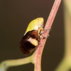 Chaetophyes compacta (Tube spittlebug) at Holt, ACT - 1 Dec 2023 by AlisonMilton