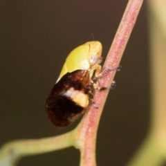 Chaetophyes compacta (Tube spittlebug) at Holt, ACT - 30 Nov 2023 by AlisonMilton
