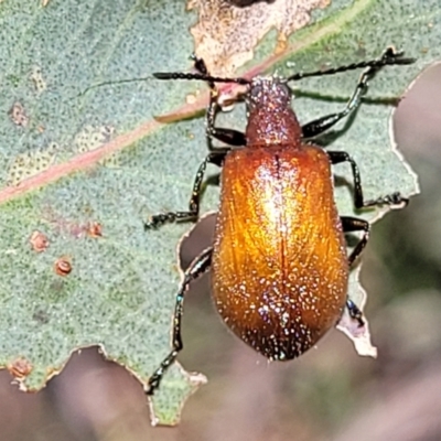 Ecnolagria grandis (Honeybrown beetle) at Kuringa Woodlands - 3 Dec 2023 by trevorpreston