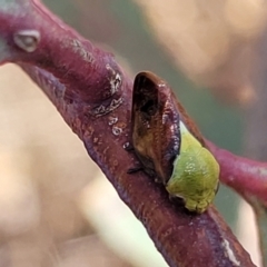 Chaetophyes compacta (Tube spittlebug) at Fraser, ACT - 3 Dec 2023 by trevorpreston