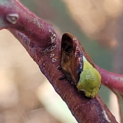 Chaetophyes compacta (Tube spittlebug) at Fraser, ACT - 3 Dec 2023 by trevorpreston