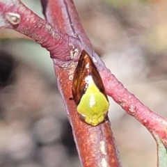 Chaetophyes compacta at Kuringa Woodlands - 3 Dec 2023