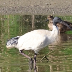 Threskiornis molucca (Australian White Ibis) at Wonga Wetlands - 1 Dec 2023 by KylieWaldon