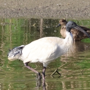 Threskiornis molucca at Albury - 2 Dec 2023