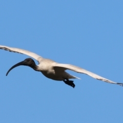 Threskiornis molucca at Albury - 2 Dec 2023 06:49 AM