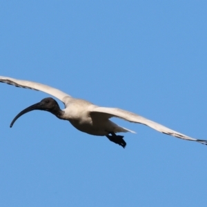 Threskiornis molucca at Albury - 2 Dec 2023 06:49 AM