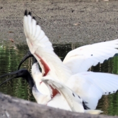Threskiornis molucca at Albury - 2 Dec 2023 06:49 AM