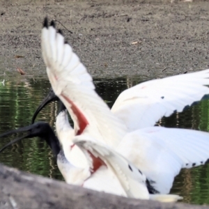 Threskiornis molucca at Albury - 2 Dec 2023 06:49 AM