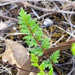 Cheilanthes sieberi subsp. sieberi (Narrow Rock Fern) at Fraser, ACT - 3 Dec 2023 by trevorpreston