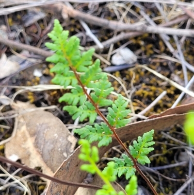Cheilanthes sieberi subsp. sieberi (Narrow Rock Fern) at Fraser, ACT - 3 Dec 2023 by trevorpreston