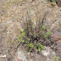 Cheilanthes sieberi subsp. sieberi at Kuringa Woodlands - 3 Dec 2023