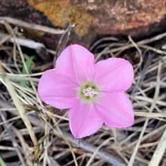 Convolvulus angustissimus subsp. angustissimus (Australian Bindweed) at Kuringa Woodlands - 3 Dec 2023 by trevorpreston