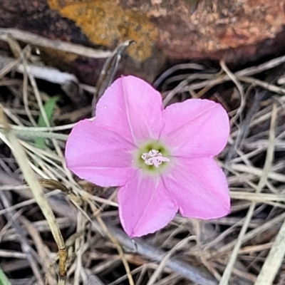 Convolvulus angustissimus subsp. angustissimus (Australian Bindweed) at Kuringa Woodlands - 3 Dec 2023 by trevorpreston