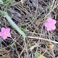 Convolvulus angustissimus subsp. angustissimus at Kuringa Woodlands - 3 Dec 2023