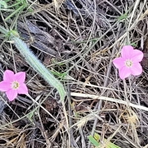 Convolvulus angustissimus subsp. angustissimus at Kuringa Woodlands - 3 Dec 2023