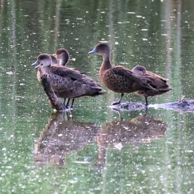 Anas gracilis (Grey Teal) at Albury - 2 Dec 2023 by KylieWaldon