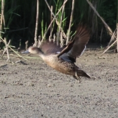 Anas gracilis at Wonga Wetlands - 2 Dec 2023 06:55 AM