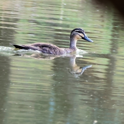 Anas superciliosa (Pacific Black Duck) at Splitters Creek, NSW - 1 Dec 2023 by KylieWaldon