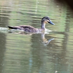 Anas superciliosa (Pacific Black Duck) at Albury - 1 Dec 2023 by KylieWaldon