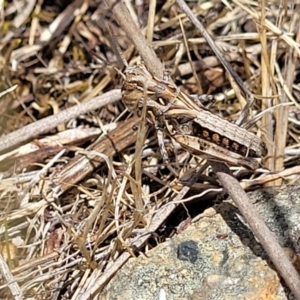 Oedaleus australis at Kuringa Woodlands - 3 Dec 2023 01:00 PM