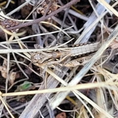 Oedaleus australis at Kuringa Woodlands - 3 Dec 2023