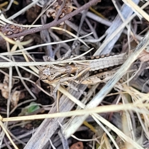 Oedaleus australis at Kuringa Woodlands - 3 Dec 2023