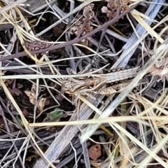 Oedaleus australis at Kuringa Woodlands - 3 Dec 2023