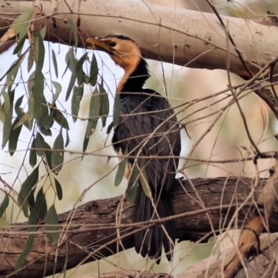 Microcarbo melanoleucos (Little Pied Cormorant) at Wonga Wetlands - 1 Dec 2023 by KylieWaldon